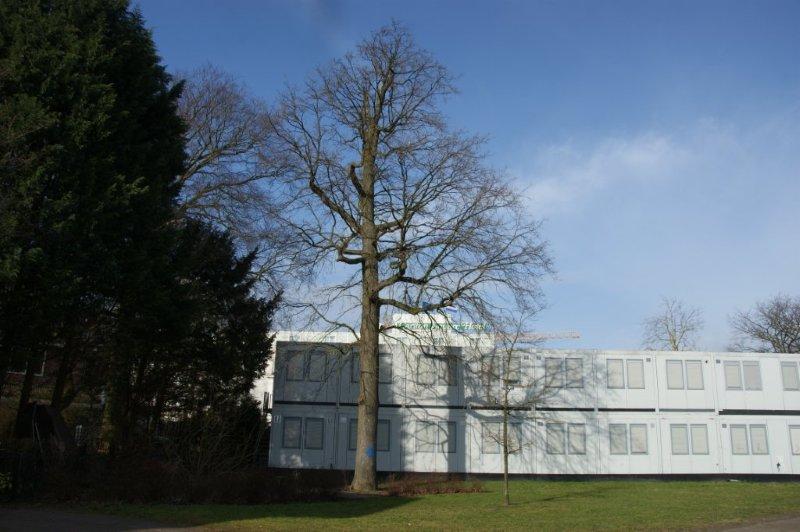 Eik met blauwe stip Frederikspark