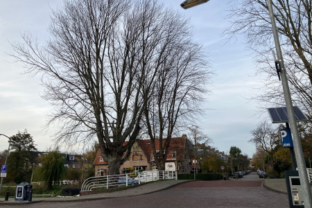 De andere Zilveresdoorn