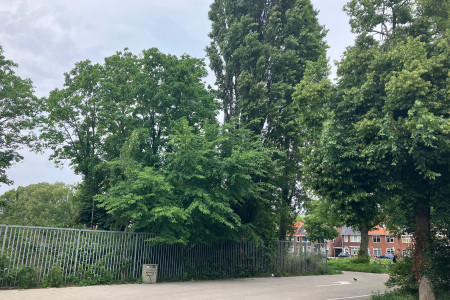 Bomen bij EDO veld 1